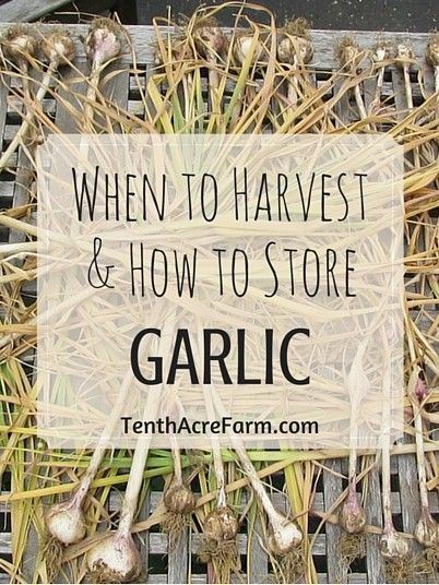 When To Harvest Garlic, Subsistence Farming, Harvest Garlic, Mini Farming, Store Garlic, Harvesting Garlic, How To Store Garlic, Companion Gardening, Basic Food