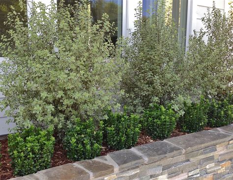 Pittosporum tenuifolium 'Silver Sheen' Pittosporum Silver Sheen, Front Planters, Narrow Trees, Trees Images, Mulberry House, Acer Rubrum, Front Yard Decor, Narrow Garden, Privacy Plants