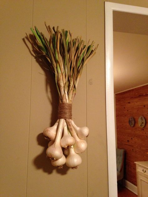 How NOT to Braid Garlic – Digging Food Farmers Market Garlic Display, Garlic Braiding, Braid Garlic, Braiding Garlic, Braided Garlic, Garlic Braid, Earthy Home Decor, Planting Onions, Growing Garlic