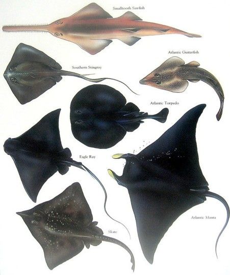 Smalltooth Sawfish, Atlantic Guitarfish, Atlantic Torpedo, Atlantic Manta, Skate, Eagle Ray, Souther Stingray....clockwise from upper left corner.....via MYSUNSHINEVINTAGE on etsy Sea Life Reference, Sting Ray Photography, Sea Fish Photography, Stingray Photography, Smalltooth Sawfish, Southern Stingray, Stingray Art, Skate Fish, Types Of Rays