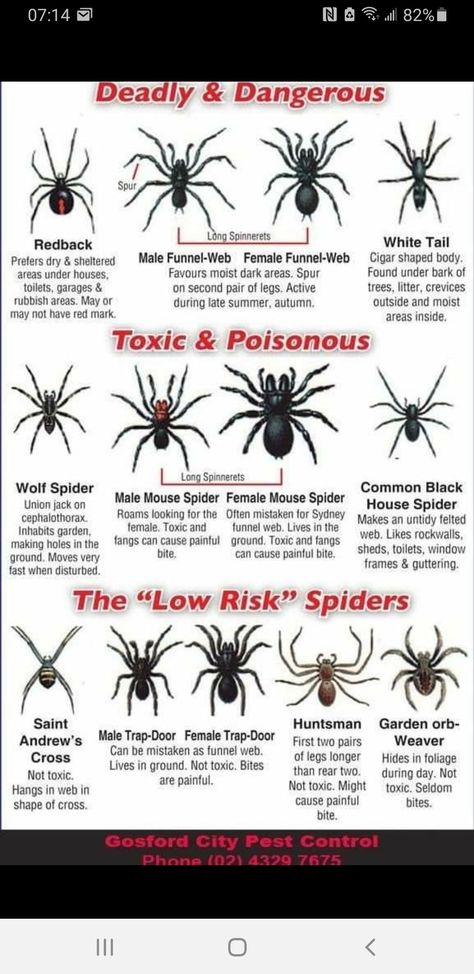 Spider Identification Chart, Animal Pfp Funny, Spiders Cute, Cute Animal Pfp, Spider Identification, Spider Spray, Spider Fact, Animal Pfp, Spider House