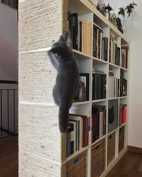 Ikea Kallax Hack for Cats | Meow Lifestyle Cat Diy Furniture Climbing Wall, Cat Tree That Looks Like Furniture, Diy Ikea Cat Hacks, Kallax Cat Bed, Cat Tower From Book Shelf, Wall Basket Cat Bed, Cat Tree Ideas Apartments, Diy Cat Cube Shelf, Apartment Cat Tree