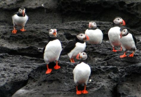 Who would think that just a few minutes by boat from Reykjavík city centre you could get in close proximity with this adorable bird with the colourful beak, the Puffin! In the Reykjavík bay area there are two small islands inhabited by puffins, Akurey... Iceland Puffins, North Iceland, South Iceland, Iceland Reykjavik, Reykjavik Iceland, Holiday Books, Iceland Travel, Adventure Tours, Small Island