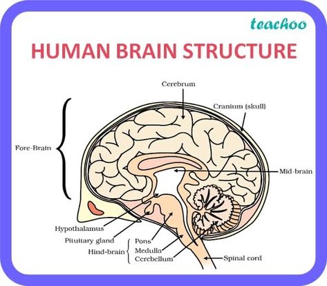 Brain Structure Diagram, Structure Of Human Brain, Human Brain Diagram, Brain Diagram, Biology Diagrams, Science Diagrams, Brain Structure, Biology Facts, Pituitary Gland