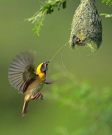 Baya Weaver Bird, Baya Weaver, Animal Architecture, Weaver Bird, Regard Animal, Bird Breeds, Basic Painting, Monkey Forest, Underwater Animals