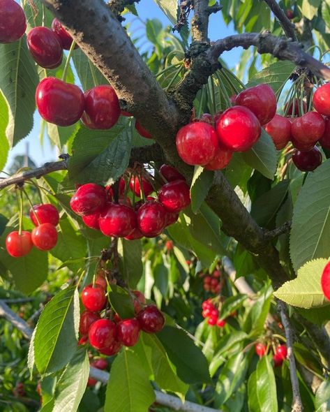 Cherry Fruit Tree, Cherry Farm, Cherry Fruit, Fruit Tree, Fruit Garden, Anne Of Green Gables, Cherry Tree, Green Gables, Fruit And Veg