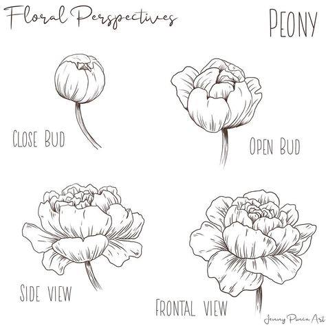 How to draw a Magnolia Denudata! Swipe 👉🏻 to see the final drawing, complete with shadings! This marks 9/100 of my #the100dayproject2019… How To Draw A Peonie Flower, Mushroom Drawing Tutorial, White Peonies Drawing, Peonies Outline Drawing, Peony Flower Line Art, Black And White Peony Drawing, Magnolia Denudata, Drawing Plants, Peony Drawing