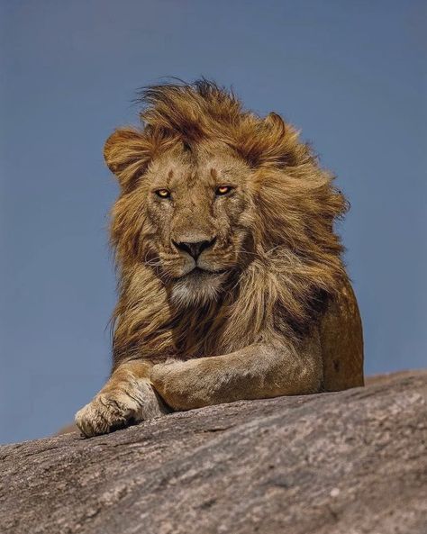 León, Leones, Lion, Big cat, Animal, Naturaleza Lion Reference Poses, Lion Hybrid Human, Lion Smiling, Lion Poses, Lion Hybrid, Lion Smile, Scary Lion, Old Lion, Lions Den