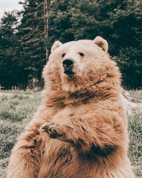 #aesthetic Brown Bear, Trees, On Instagram, Instagram