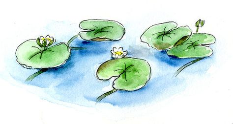 Water Lilies in watercolor paints Botanical Illustration Tutorial, Lily Pad Tattoo, Water Lily Drawing, Lilies Drawing, Pond Lily, Draw And Paint, Draw Animals, Watercolor Tutorials, Flower Paintings