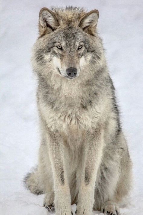 All seeing Wolf Sitting, Gray Wolves, Beautiful Wolf, Wolf World, Wolf Husky, Wolf Images, Wolf Pup, Wolf Photos, Wolf Spirit Animal