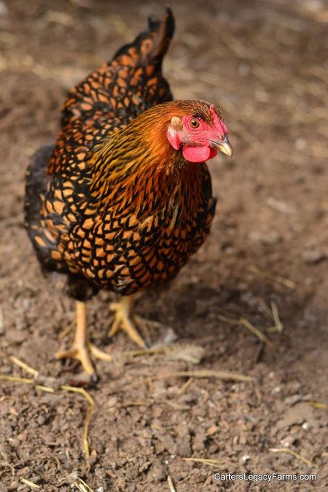 Golden Laced Wyandotte Wyandotte Chicken Eggs, Gold Laced Wyandotte, Chicken Breeds Chart, Chicken Breeds For Eggs, Wyandotte Hen, Rare Chicken Breeds, Laced Wyandotte, Bantam Chicken Breeds, Heritage Chickens