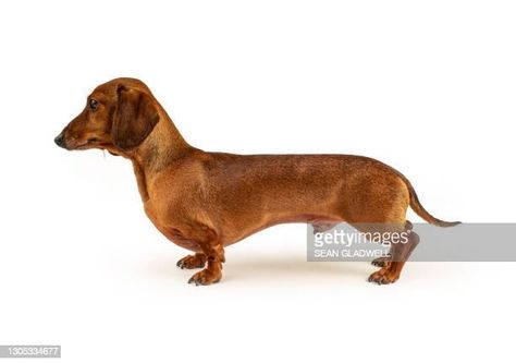 Dog Outline, Animal Antics, Weiner Dog, Stock Photography Free, Sausage Dog, Working Dogs, Christmas Animals, Dog Photos, Side View