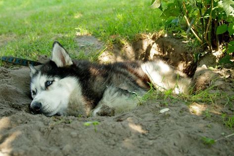 16 Ways to Stop a Dog From Digging Holes: Reclaim Your Yard! Stop Dogs From Digging, Dog Aggression, Dog Body Language, Stop Dog Barking, Digging Holes, Training Ideas, Best Puppies, Aggressive Dog, Cat Training