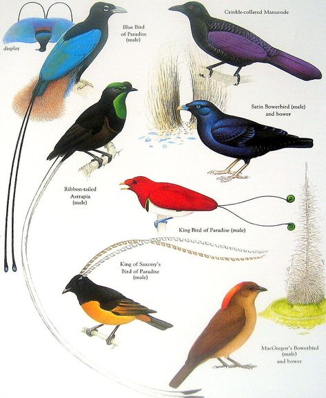 A helpful illustration of some species of birds of paradise. Satin Bowerbird, Bird Barn, Bird Identification, World Birds, Bird Book, Bird Poster, Bird Of Paradise, Bird Pictures, Exotic Birds