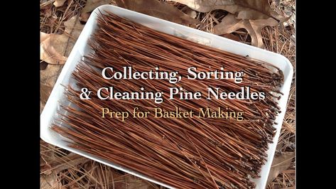 In this video I share my process of collecting, cleaning, drying, and storing pine needles in preparation for basket making. The reason they should be cleaned is you never know if an animal has urinat Pine Needle Broom, Pine Needle Baskets How To Make, Pine Straw Baskets, Long Leaf Pine, Harvest Crafts, Pine Needle Crafts, Off The Grid Living, Making Baskets, Weaving Baskets