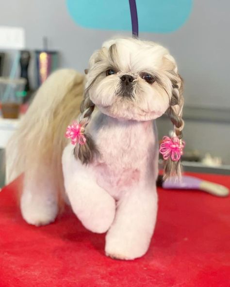 Shih Tzu Hair Styles Top Knot, Shih Zhu Haircuts, Dog Hairstyles Shih Tzu, Shitzu Hairstyles, Shih Tzu Haircuts Female, Shitsu Dog, Puppy Hairstyles, Shitzu Haircuts, Shitzu Dogs Haircuts