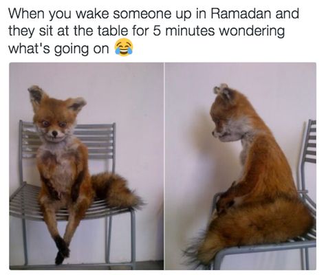 When it’s 3 AM and you just can’t. | 17 Memes That Will Make You Say "Me During Ramadan" Fox Sitting, Fox