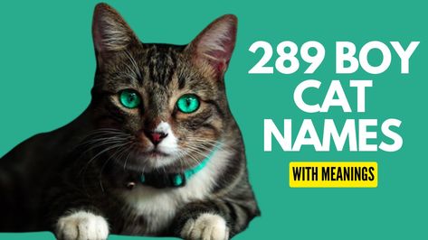 Find out the adorable cat names for boy fromout hand picked collection of 250+ Boy Cat Names. Boy Cat Names Unique, Cat Names Boy, Boy Cat Names, Girl Cat Names, Unique Cat Names, Funny Cat Names, Hawaiian Names, German Names, Names Boy