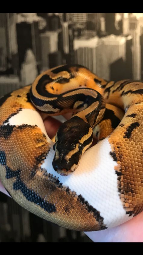 Pied Ball Python Ball Python Colors, Ball Python Pet, Pied Ball Python, Rosy Boa, Danger Noodles, Types Of Snake, Colorful Snakes, Pretty Snakes, Ball Python Morphs