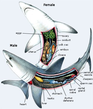 #Male and #female #shark #ocean #beautiful #photooftheday #love #nature Oceanography Marine Biology, Studera Motivation, Shark Facts, Vet Medicine, Shark Art, Biology Notes, Animal Science, Marine Biologist, Cute Shark