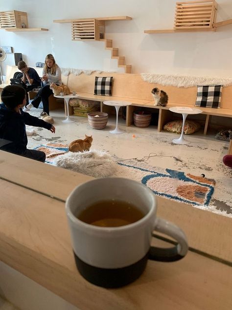 Dog Cafe Design Coffee Shop, Cat Cafe Interior Design, Pet Coffee Shop, Cat Cafe Ideas, Cat Cafe Interior, Cat Cafe Aesthetic, Cat Coffee Shop, Animal Cafe, Cafe San Francisco