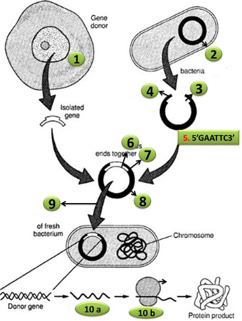 Try this Diagram Quiz on Steps in recombinant DNA or rDNA technology | Biology Multiple Choice Quizzes Recombinant Dna Technology, Dna Activities, Microbiology Study, Dna Facts, Recombinant Dna, Dna Project, Dna Technology, Biology Worksheet, Dna Test Results