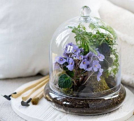 45 Best Small Terrarium Plants | Mini Plants For Closed Terrariums Diy Cloche, Cloche Terrarium, Pyramid Terrarium, Tabletop Terrarium, Diy Light Bulb, Small Terrarium, Glass Balcony, Mini Terrarium, Terrariums Kits