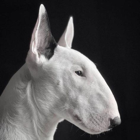 English Bull Terrier Puppy, Animal Rescue Ideas, Animals Portrait, Bull Terrier Art, Guardian Dog, Mini Bull Terriers, Miniature Bull Terrier, Livestock Guardian Dog, All Dogs Go To Heaven