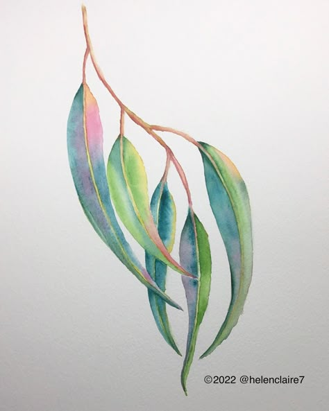 Gum Leaf Illustration, Gum Leaf Watercolour, Native Watercolor Paintings, Watercolour Gum Leaves, Gum Leaves Drawing, Gum Leaves Tattoo, Gumtree Drawing, Gum Tree Tattoo, Tree Line Tattoo