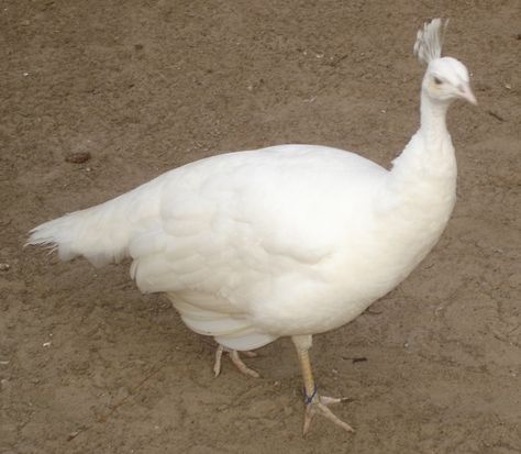 https://www.frankstrade.com/8663/white-adult-breeder-peahens-female-peacock-for-sale-will-ship/ #WHITE ADULT BREEDER #PEAHENS ( #FEMALE #PEACOCK) Peacock Female, Female Peacock, Peacock White, Farming Ideas, White Peacock, Bridal Pearl Necklace, Oc Ideas, Nature Plants, Peacocks