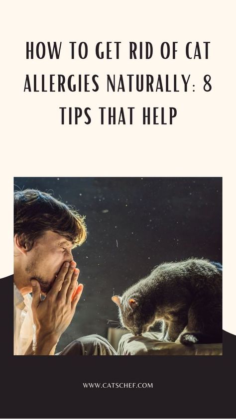 Being allergic to your fur bestie or having a partner who gets the sniffles just by being close to your kitty must be one of the biggest challenges for a cat parent. It’s a constant battle and a true definition of “love hurts.” That’s when you start thinking about how to get rid of cat allergies naturally. #catschef #cat #cats #kitten #kittens #catlover #catlovers #catlife #catoftheday #meow #pets #cute #love #animals #animallovers #kitty #kittycat #persiancat #mainecoon #ragdollcat Natural Remedies For Cat Allergies, Cpr For Cats, How To Get Rid Of Allergies Naturally, Pet Allergy Relief, Cat Allergy Remedies, Cat Cpr, Cat Allergy, Cat Remedies, Home Remedies For Allergies