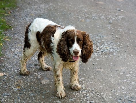 Dog Spaniel, Springer Dog, Animal Magazines, Springer Spaniels, English Springer, English Springer Spaniel, Springer Spaniel, Animal Hospital, Dog Health