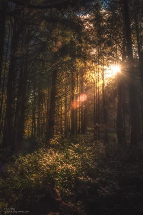 “And suddenly you just know… it’s time to start something new and trust the magic of beginnings.” ~Meister Eckhart Sunlight Through Trees Aesthetic, Sun Through Trees, Meister Eckhart, Golden Forest, Forest Sunset, My Dear Friend, Forest Friends, Autumn Aesthetic, Animal Quotes