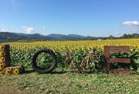 30 Events to Check Out for September 2018 in Virginia's Blue Ridge | Pictured: Sunflower Festival at Beaver Dam Farm in Botetourt County Farm Fest, Sunflower Ideas, Sunflower Festival, Sunflower Patch, Pumpkin Festival, Future Farms, Calendar Of Events, Beaver Dam, Farm Field