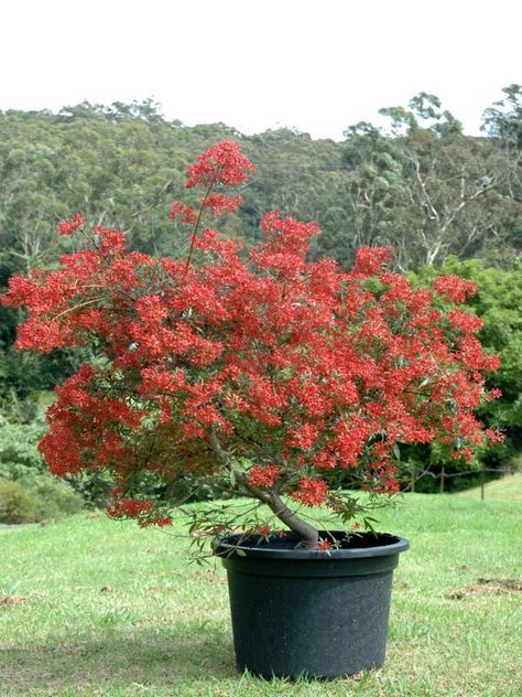 Australian native plants for pots, courtyards and small gardens - GardenDrum Verge Garden, Plants For Pots, Christmas Bush, Bush Garden, Australian Trees, Australian Natives, Australian Native Garden, Australian Native Flowers, Australian Plants