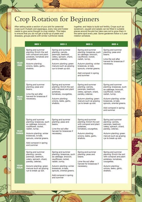 Crop Rotation – Dynevor Gardening Association Crop Rotation Charts Vegetable Garden, Crop Rotation Charts, Allotment Ideas, Spring Crops, Dream Farm, Brain Cells, Market Garden, Crop Rotation, Veg Garden