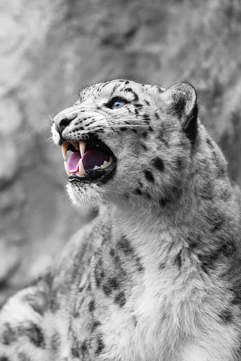 Snow Panther, Majestic Animals, Cheetahs, White Leopard, Large Cats, Snow Leopard, Leopards, Animal Wallpaper, Nature Animals