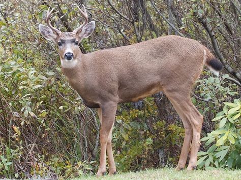 Black-tailed deer are referred to as the "Ghost of the Pacific" for their ability to move unheard and unseen through the thick rainforests of the Pacific Coast. Though given an interesting name, the black-tailed deer is considered as the least studied deer species of North America. According to Dr. Valerius Geist, the first black-tailed deer came into existence around 2 million years ago. The Lewis and Clark Expedition of 1804 to 1806 recorded the first observation of its habitat. This deer is f Black Tail Deer, Blacktail Deer, Rainy Forest, Female Deer, Deer Species, Deer Running, Black Mule, Deer Doe, Deer Pictures