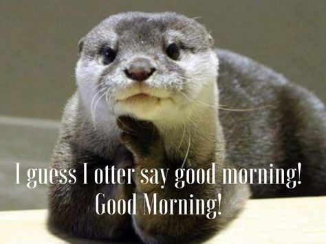 Otters Cute, Otter Love, Baby Otters, Sea Otter, Silly Animals, Cute Creatures, Sweet Animals, Animal Planet, An Animal