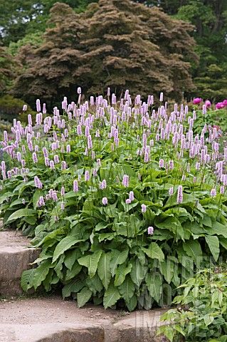 Persicaria Rosea, Danish Garden, Persicaria Bistorta, Persicaria Bistorta Superba, Persicaria Red Dragon, Sternbergia Lutea, Parrotia Persica, Pink Perennials, Bog Garden