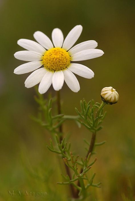 Sunflowers And Daisies, Daisy Love, 강아지 그림, English Cottage Garden, Happy Flowers, He Loves Me, Malbec, Flowers Nature, Flower Photos