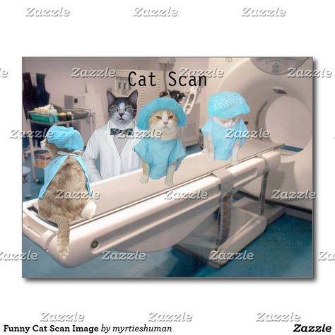 Funny Cat Scan Image Postcard Cat Scan, Funny Cat Photos, Kleenex Box, Cat Talk, Owning A Cat, Dog Painting, Cat Sitting, Warrior Cats, Pretty Cats