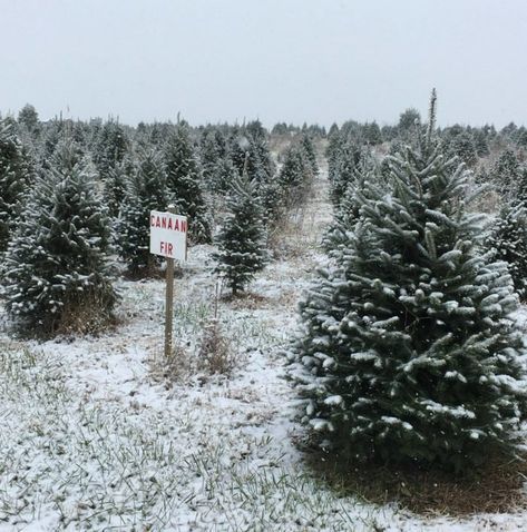 Located in the heart of the Shenandoah Valley, you'll find an utterly picturesque Christmas tree farm. Christmas Wishes Aesthetic, Ios 16 Christmas, Tree Farm Aesthetic, Christmas Tree Farm Aesthetic, Lovelight Farms, Christmas Tree Farms, Farm Aesthetic, Morgan Elizabeth, Charlie Brown Tree