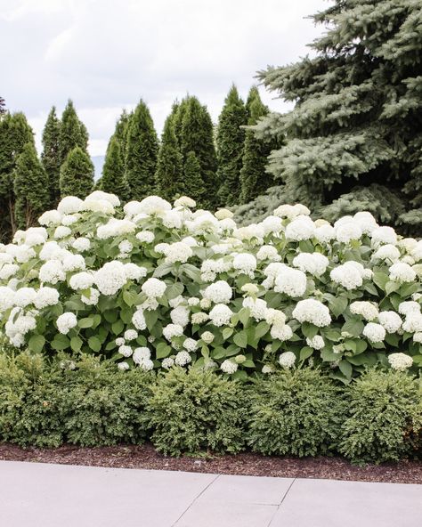 How to Grow Hydrangeas - Fraiche Living Front Hydrangea Landscaping, Hydrangea Climbing, Hedge Bushes In Front Of House, Hamptons Hydrangeas, Hydrangea And Evergreen Landscaping, Front Yard Landscaping With Hydrangeas, Hydrangea Border Landscaping, Hydrangea Landscaping Front Of House, French Inspired Landscaping