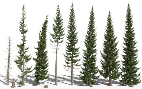 ArtStation - Norway spruce 3D tree engine (Picea abies), Frédéric Bec Norway Spruce Tree, Picea Abies, Norway Spruce, 3d Tree, Spruce Tree, Paisley Art, Of Model, Game Development, The Wind