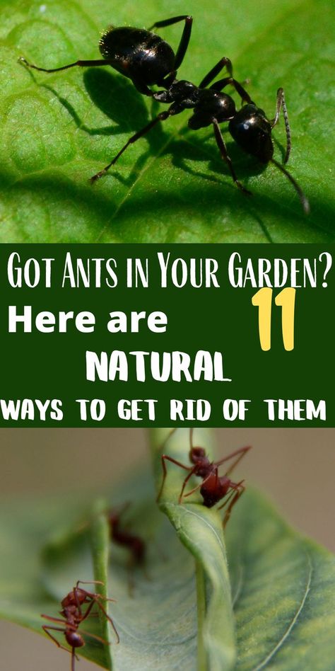 Kill Ants In Garden, Get Rid Of Ants In Garden, Ants In Garden Bed How To Get Rid, How To Get Rid Of Ants In The Garden, Plants That Repel Ants, Shrubs Landscaping, Ants In Garden, Ant Spray, Ant Repellent