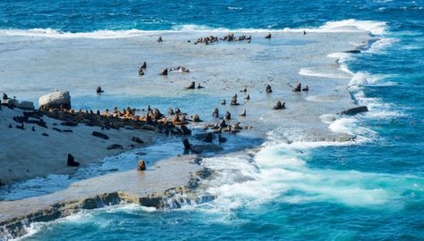 On the coast of Argentina, the Valdes Peninsula is a 360,000 hectares natural reserve. The mushroom-shaped peninsula is the natural habitat of marine mammals such as whales, dolphins, Magellanic penguins, southern elephant seals, and sea lions. -Read more in our blog! #argentine #patagonia #argentina #thingstodoinargentina #tripdolist Argentina Trip Itinerary, Argentina Itinerary, Travel To Argentina, Argentine Patagonia, Trip To Argentina, Argentina Culture, Visit Argentina, Patagonia Argentina, Patagonia