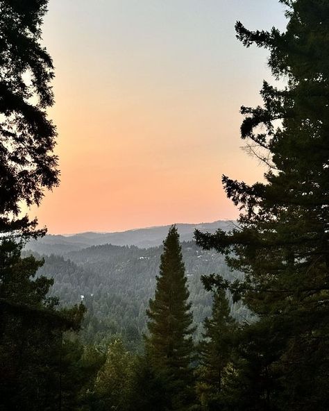 Native Santa Cruz Santa Cruz Mountains, Redwood Tree, Orange Sunset, San Lorenzo, Nativity, Trees, Orange