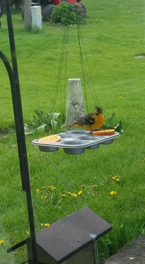 Oriole Bird Feeders Diy, Bird Feeders Diy, Oriole Bird Feeders, Backyard Birds Sanctuary, Oriole Bird, Repurposed Decor, Bird Feeding Station, Homemade Bird Feeders, Bird Feeding